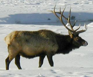 Bull Elk