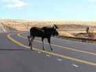 Bull Moose On U.S. Highway 16