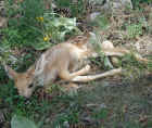 Newborn Baby Mule Deer Buck