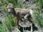 Baby Pronghorn Antelope