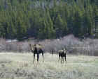 Cow Moose With Calf