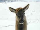 Elk Calf