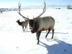 Bull & Cow Elk