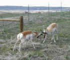 Sparring Pronghorn Antelope