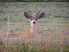 Mule Deer Buck