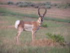 Pronghorn Antelope