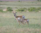 Mother Pronghorn Antelope With Young