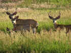 Mule Deer Bucks