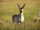 Pronghorn Antelope