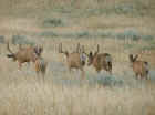 Mule Deer Bucks