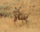 Mother With Fawn