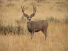 Mule Deer Buck